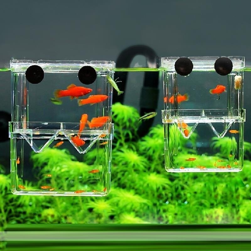 กล่องเพาะพันธุ์ปลาแบบสองชั้นพิ - Aquarium Fish In Bowl บทวิจารณ์และราคา