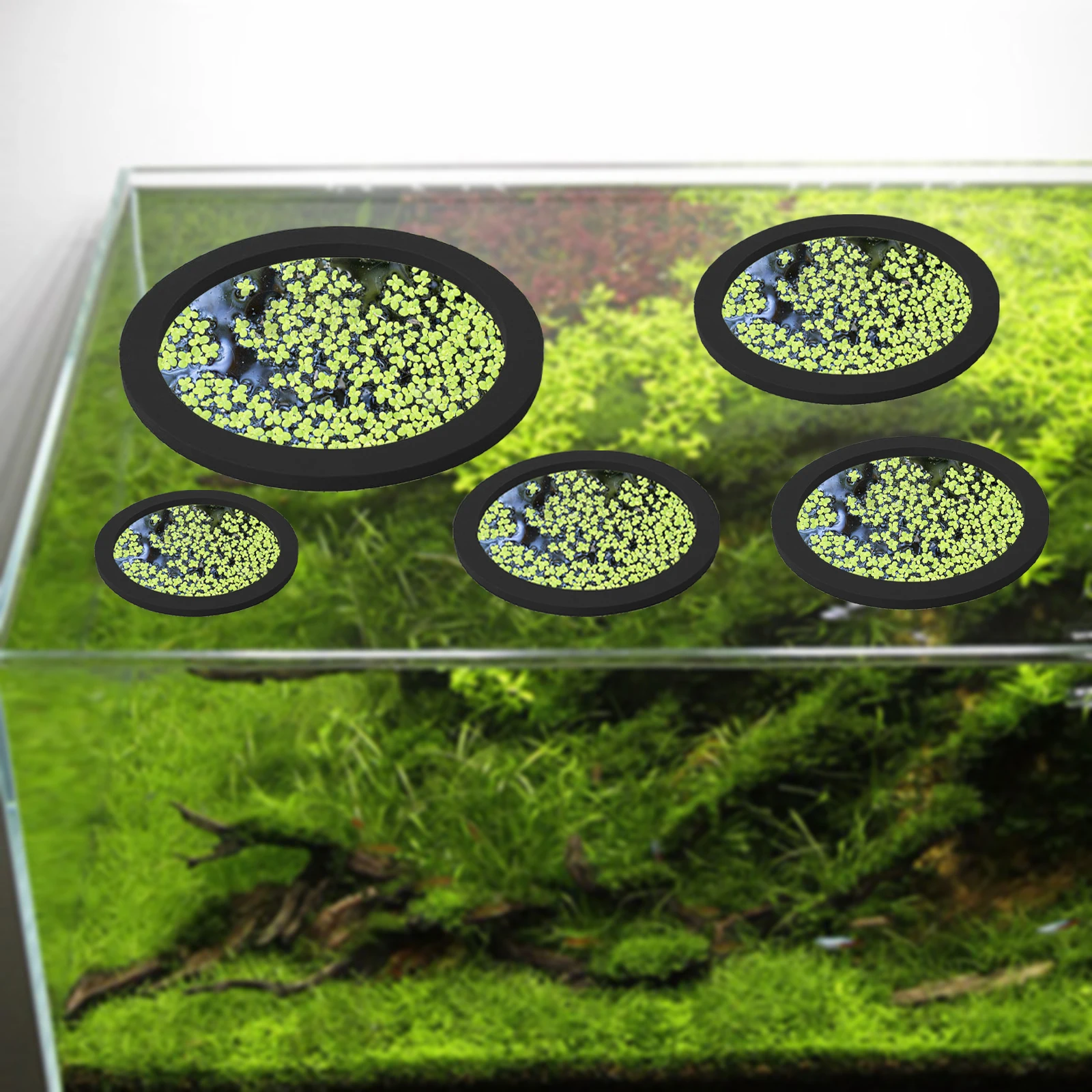 5 ชิ้น EVA ปลา Feeding แหวน Aq - Aquarium Fish Photography บทวิจารณ์และราคา