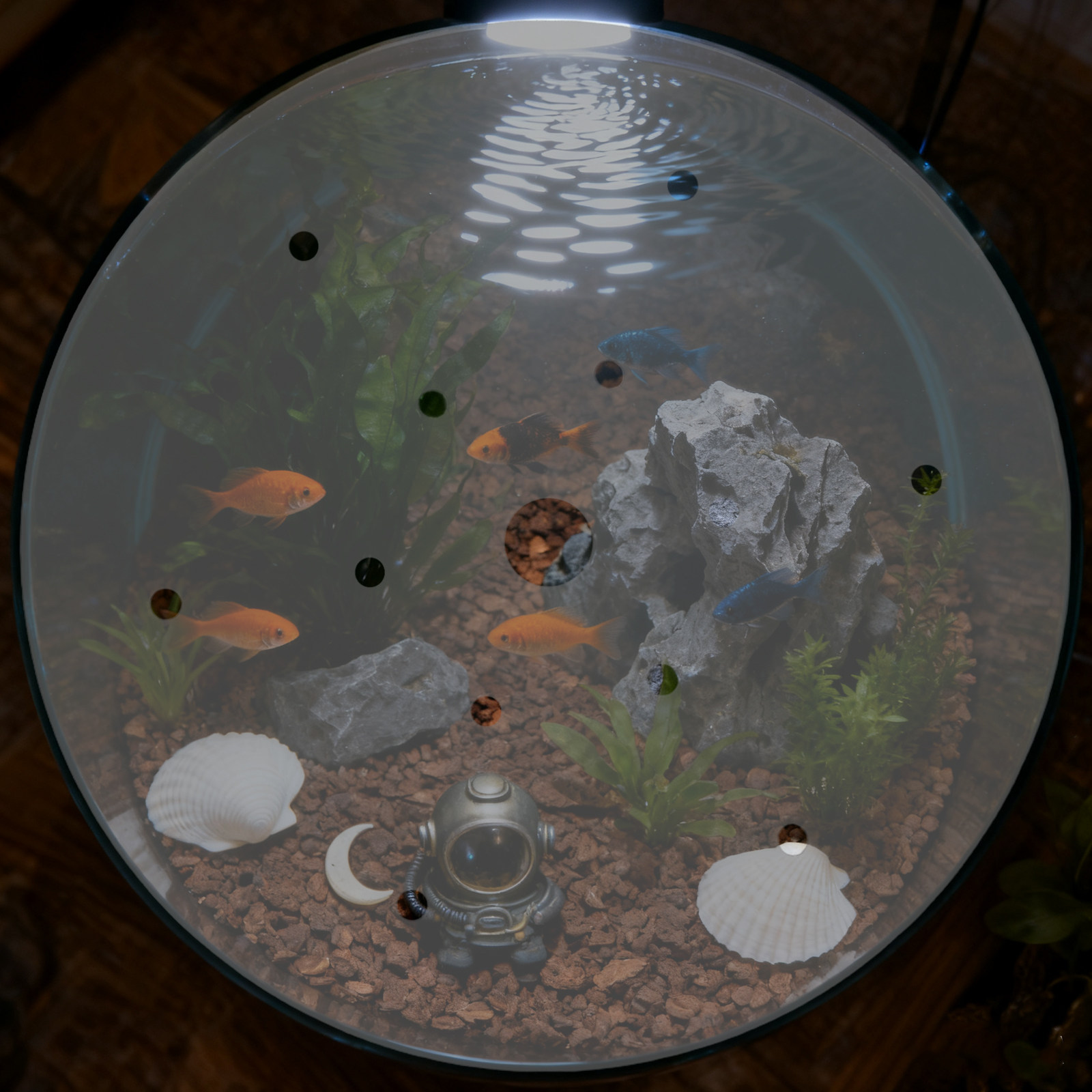 ฝาครอบตู้ปลาอะคริลิกรูปทรงกลมข - Aquarium Fish In Bowl บทวิจารณ์และราคา